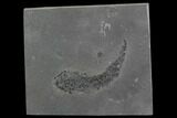 Devonian Lobed-Fin Fish (Osteolepis) - Scotland #98049-1